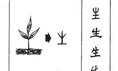 花椒牙的功效与作用及禁忌-花椒牙的功效与作用网花椒的功效与作用禁忌知识网站,分享花椒的功效与作用禁忌大全